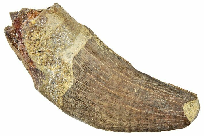 Serrated, Tyrannosaur (Nanotyrannus?) Tooth - Partial Root! #245874